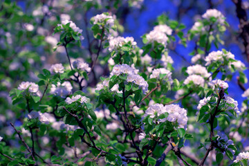 Blooming Apple Tree. Flowers on Tree Branches. Spring or Summer Natural Background.