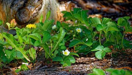 A yellow dandelion is left amongst the overbearing strawberry plants to help attract pollinating insects.  In my garden in Windsor in Broome County in Upstate NY.  Morning Sun illuminates the leaves.