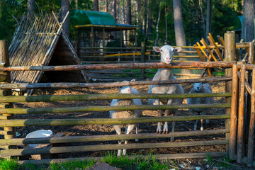 Sheep in the corral. Sheep pets on the farm.