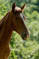 Obraz premium Horses drink and rest in the lake.