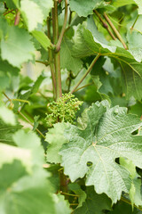 Weinlaub mit Früchten