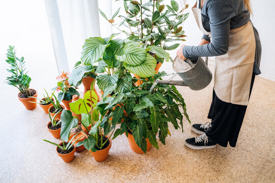 Crop unrecognizable young female gardener in casual clothes and apron watering big fresh leaves of exotic prayer potted plant during work in flower shop
