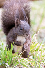 eichhörnchen, tier, nager, natur, säugetier, rot, wild lebende tiere, fell, frack, hübsch