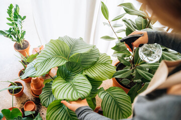 Crop unrecognizable young female gardener in casual clothes and apron spraying water on big fresh leaves of exotic prayer plant during work in flower shop