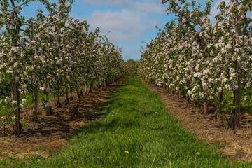 Fototapeta na wymiar Rows with blooming apple trees in springtime in farm. landscape photo of apple orchard.Sunny day in countryside.