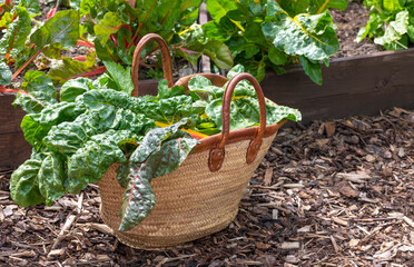 picking home grown vegetables