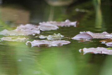 Grenouille qui coasse