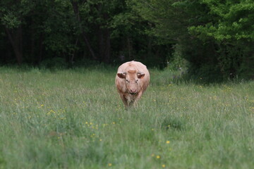Vache dans son pré