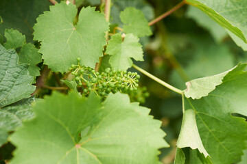 Weinlaub mit Früchten