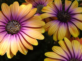Yellow and Purple, African Daisies
