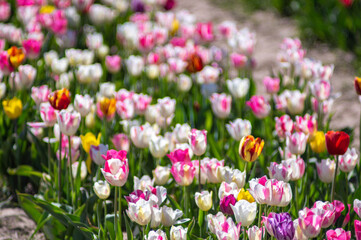 Obraz na płótnie Canvas Beautiful white tulips bloom in the garden