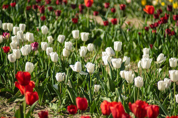Beautiful white tulips bloom in the garden