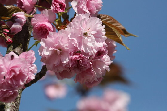 "Cerisier Du Japon"-Bilder: Stock-Fotos & -Videos. | Adobe Stock
