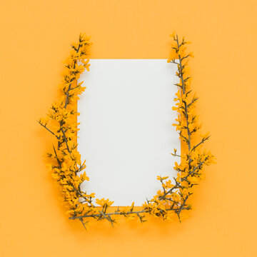 Yellow blooming branches and stems making frame on orange background