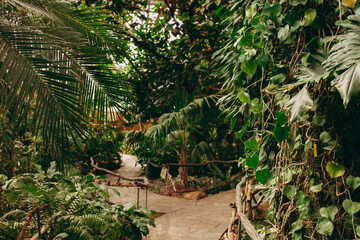 Botanical garden in the greenhouse. Jungle forest. Palm