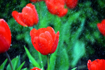 Tulips is a perennial, bulbous plant with showy flowers in the genus Tulipa, of which up to 109 species © Daniel Meunier