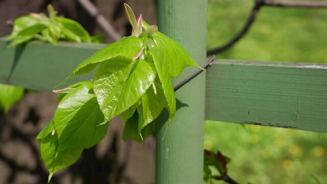 A beautiful twig moves in the wind.