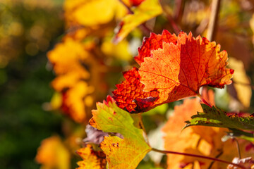 Weinlaub im Herbst