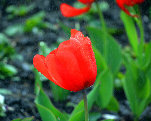 Tulips is a perennial, bulbous plant with showy flowers in the genus Tulipa, of which up to 109 species © Daniel Meunier
