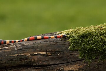 King snake Campbell (Lampropeltis triangulum campbelli) on the old branch looking for the mouse.