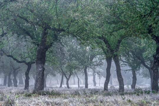 Ancient holm oak forest (Quercus ilex) in a foggy day with centenary old trees, Zamora, Spain.