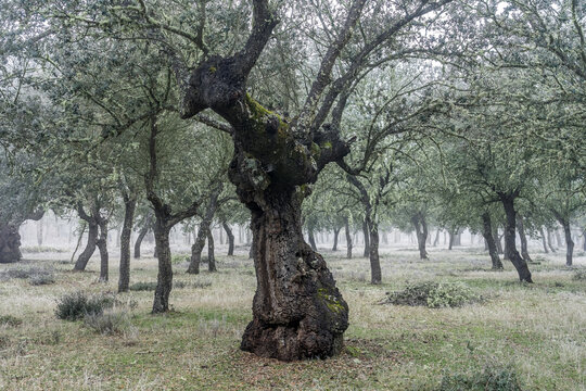 Ancient holm oak forest (Quercus ilex) in a foggy day with centenary old trees, Zamora, Spain.
