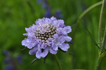 Blumen Blüte Makro Micro SOmmer Frühling Nahaufname