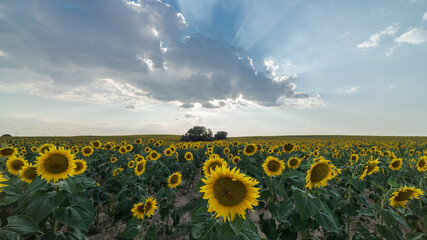 Picturesque landscape of vast agricultural field with blooming yellow sunflowers in summer countryside