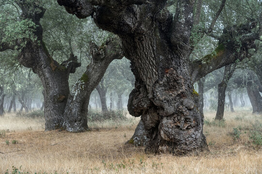 Ancient holm oak forest (Quercus ilex) in a foggy day with centenary old trees, Zamora, Spain.