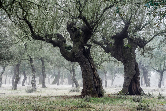 Ancient holm oak forest (Quercus ilex) in a foggy day with centenary old trees, Zamora, Spain.
