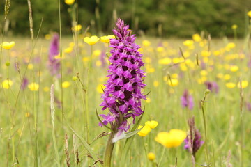 a beautiful purple wild marsh orchid in a low yield pasture with yellow buttercups and rattles in a nature reserve in zeeland, the netherlands in springtime