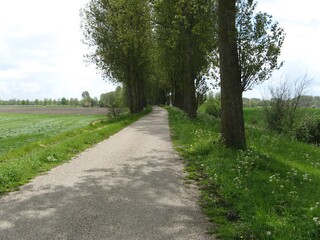 a winding road with long popular trees and a green verge with cow parsley in the countryside in zeeland, the netherlands in springtime