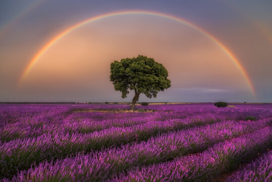 Majestic scenery of blooming lavender flowers and green tree growing in field under rainbow in sunset sky