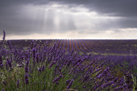 Spectacular view of rows of blossoming lavender field under thunderstorm sky in summer