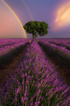 Majestic scenery of blooming lavender flowers and green tree growing in field under rainbow in sunset sky