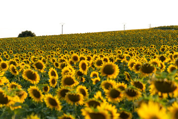 Picturesque landscape of vast agricultural field with blooming yellow sunflowers in summer countryside