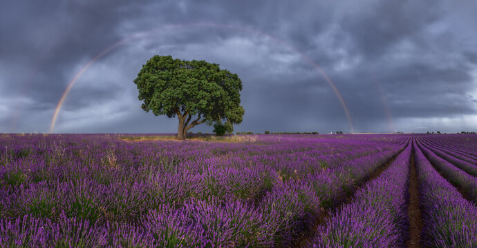 Majestic scenery of blooming lavender flowers and green tree growing in field under rainbow in cloudy sky