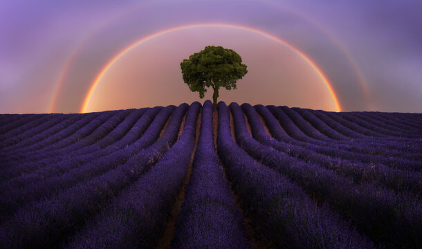 Majestic scenery of blooming lavender flowers and green tree growing in field under rainbow in sunset sky