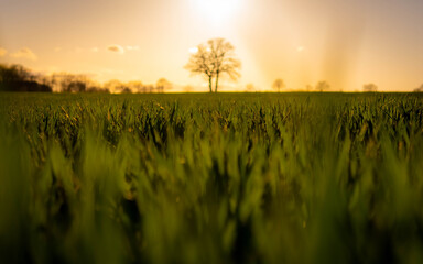 Tree under sun standing on field of grass in spring