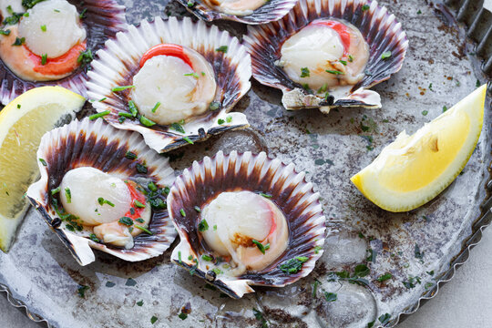 From above fresh appetizing scallops on shells served on ice on plate with lemon slices