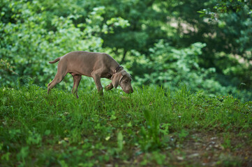 Weimaraner
