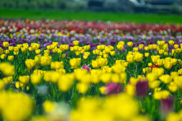 Background of beautiful yellow tulips in spring