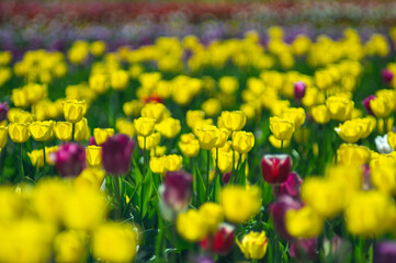 Background of beautiful yellow tulips in spring