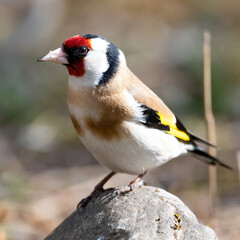 bird, natur, wild lebende tiere, stieglitz, ast, finch, tier, wild, baum, schnabel, garden