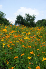 Small Orange and Yellow Wildflowers Poking Up from a Field of Green in Raleigh, North Carolina