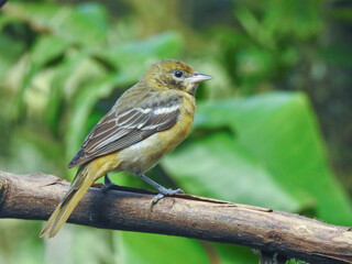 Northern Baltimore Oriole Female