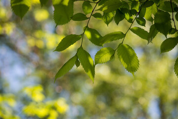 closeup of ray of light in tree leaves in the foret