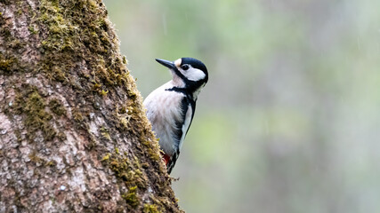 bird, natur, wild lebende tiere, tier, specht