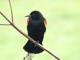 Red-Winged Blackbird