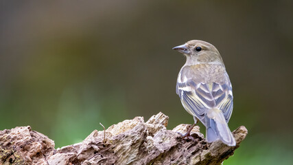 bird, natur, spatz, tier, wild lebende tiere, wild, ast, robin, schnabel, braun